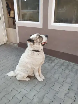 Ciobanesc Asia centrala - imagine 2