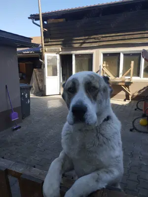 Ciobanesc Asia centrala