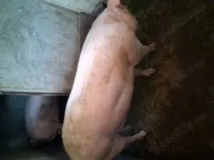 Vindem porci și grostei - imagine 3