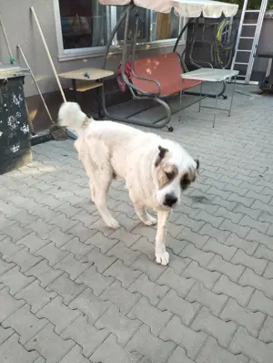 Ciobanesc Asia centrala - imagine 5