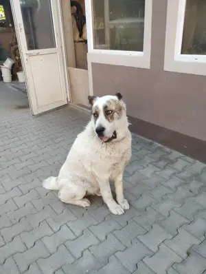 Ciobanesc Asia centrala - imagine 4