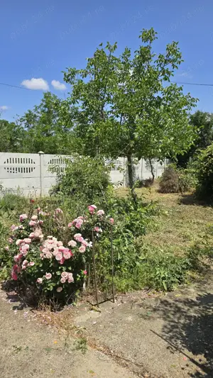 Teren si casa batraneasca - imagine 5