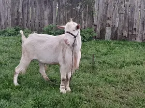 Tap Saanen - genetică excelenta, ideal pentru reproducere - imagine 2