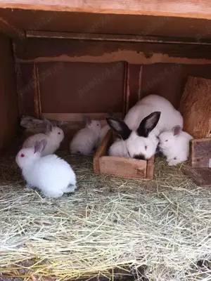 Tineret californian si metis fluture cu urias german