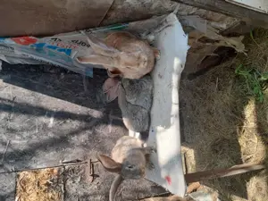 Tineret californian si metis fluture cu urias german - imagine 2 Tineret californian si metis fluture cu urias german - imagine 2