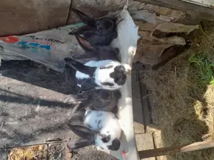 Tineret californian si metis fluture cu urias german - imagine 3 Tineret californian si metis fluture cu urias german - imagine 3