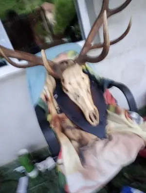 Vind coarne cerb pe panuplie naturalizat - imagine 5