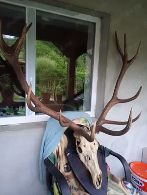 Vind coarne cerb pe panuplie naturalizat - imagine 3