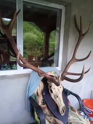 Vind coarne cerb pe panuplie naturalizat - imagine 4