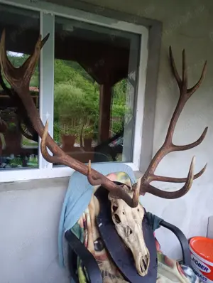 Vind coarne cerb pe panuplie naturalizat - imagine 2