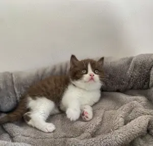 Pisică british shorthair