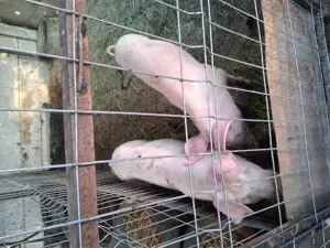 Vând porci - imagine 2