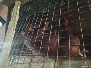 vand vier duroc - imagine 2