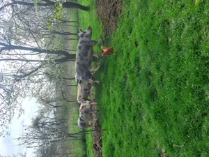 Vînd 2 porci 150 kg și 4 scroafe gestante.