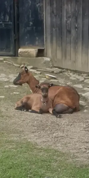 Vand capra de rasa alpina franceza