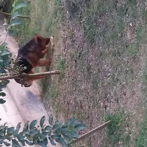 Donez ciobanesc german  - imagine 2