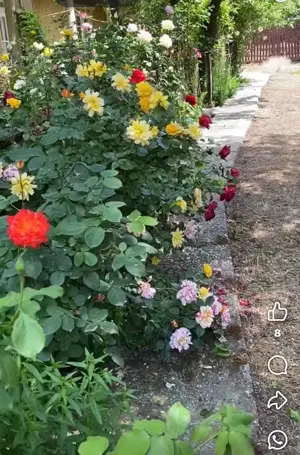 Casa de vanzare, com. Ghimpati, jud. Giurgiu, DN6 - 40 km de Bucuresti - imagine 2