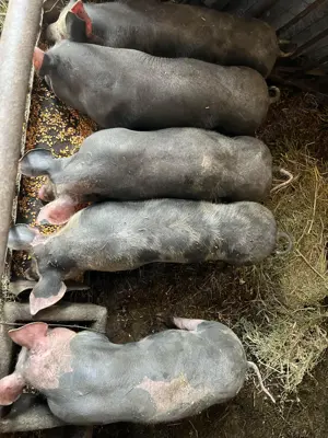 2 scrofițe Pietrain Belgian - imagine 2