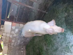 Porc de vanzare - imagine 3