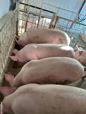 Porci de carne - imagine 4