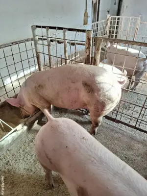 Porci de carne - imagine 3