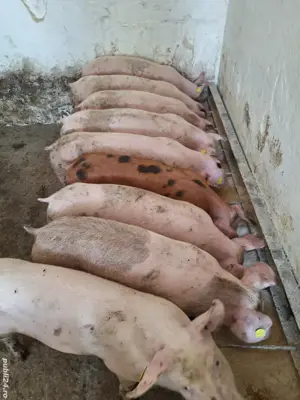 Porci de carne - imagine 5