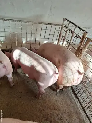 Porci de carne - imagine 2