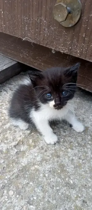 Donez pui de pisica - imagine 2