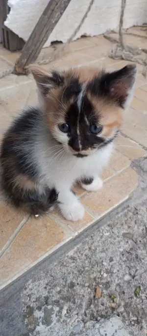 Donez pui de pisica - imagine 4