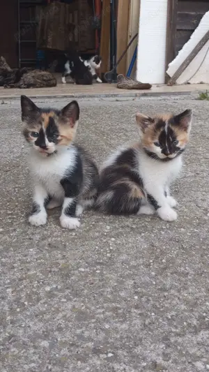 Donez pui de pisica - imagine 5