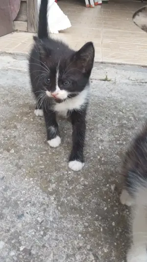 Donez pui de pisica - imagine 3