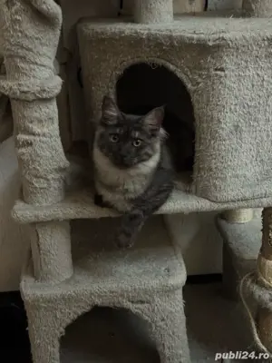 Reducere Finala   Mai avem doua fetite Pui pisica Maine Coon cu Norvegiana de Padure