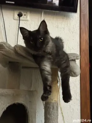  Reducere Finala   Mai avem doua fetite Pui pisica Maine Coon cu Norvegiana de Padure - imagine 5