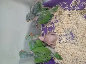 Micul Alexandru - imagine 5