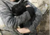 Iepuri de casa pui sau adulti, individual sau perechi - imagine 3