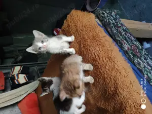 Adopție pui de pisica