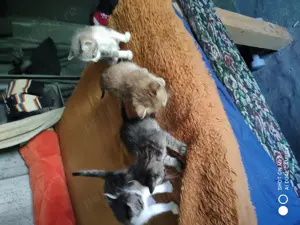 Adopție pui de pisica - imagine 3