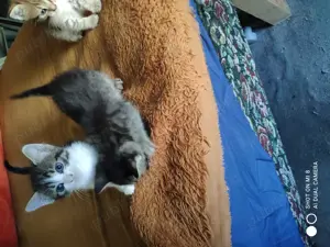 Adopție pui de pisica - imagine 2