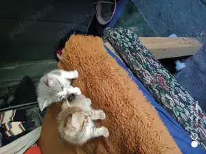 Adopție pui de pisica - imagine 4