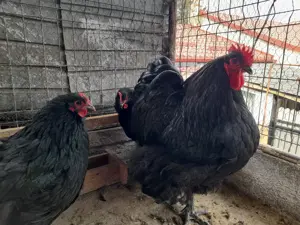 Vând familie Orpington uriaș negru