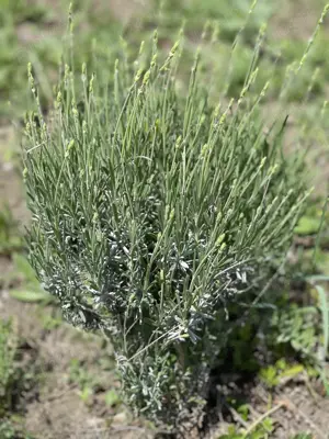 Vând teren extravilan  - imagine 6 Vând teren extravilan  - imagine 6