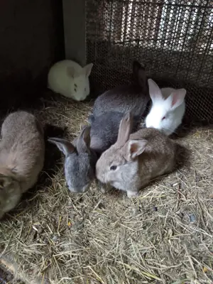 Iepuri și cuști de vânzare  - imagine 3