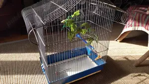 Colivie pasari mici 25x40x55 cm - imagine 2