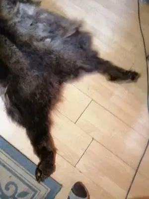 Blana Urs Trofeu - imagine 3