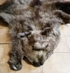 Blana Urs Trofeu - imagine 2