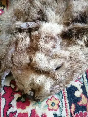 Blana Urs Trofeu - imagine 5