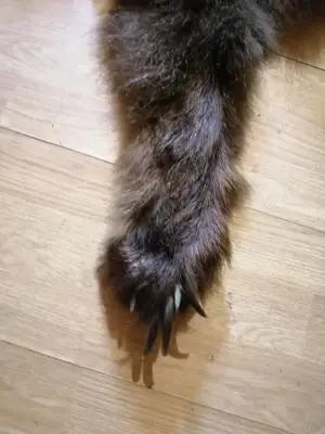 Blana Urs Trofeu - imagine 4