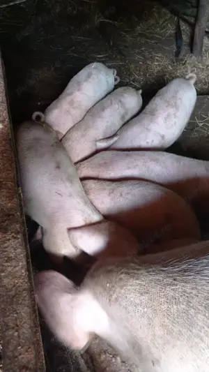 Purcei rasa alba - imagine 2 Purcei rasa alba - imagine 2