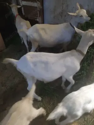 Vând doua iedute de 5 luni,rasa sanan