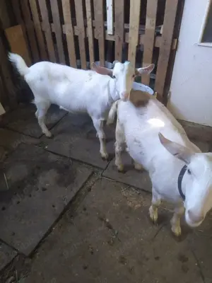 Vând doua iedute rasa sanan de 5 luni